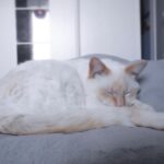 Nala   Chat de gouttière (Commun) Femelle - Garde d'animaux à domicile