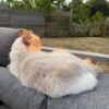 Images de profil de Clarisse - Blooming Pets - Petsitting et garde d'animaux à domicile