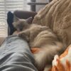 Images de profil de Clarisse - Blooming Pets - Petsitting et garde d'animaux à domicile