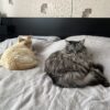 Images de profil de Clarisse - Blooming Pets - Petsitting et garde d'animaux à domicile