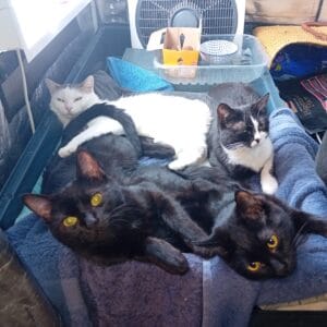 Images de profil de Arnaud - Blooming Pets - Petsitting et garde d'animaux Ă domicile