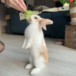 Frimousse   Nain Femelle - Garde d'animaux à domicile
