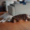 Images de profil de Nadège - Blooming Pets - Petsitting et garde d'animaux à domicile