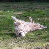 Images de profil de Nadège - Blooming Pets - Petsitting et garde d'animaux à domicile