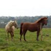 Images de profil de Nadège - Blooming Pets - Petsitting et garde d'animaux à domicile