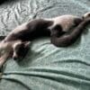 Images de profil de Lucie - Blooming Pets - Petsitting et garde d'animaux à domicile