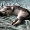 Images de profil de Lucie - Blooming Pets - Petsitting et garde d'animaux à domicile