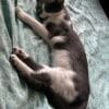 Images de profil de Lucie - Blooming Pets - Petsitting et garde d'animaux à domicile
