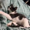 Images de profil de Lucie - Blooming Pets - Petsitting et garde d'animaux à domicile
