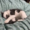 Images de profil de Lucie - Blooming Pets - Petsitting et garde d'animaux à domicile
