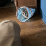 Mickey   European Shorthair (Européen) Mâle stérilisé - Garde d'animaux à domicile