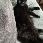 Cleophee   European Shorthair (Européen) Mâle stérilisé - Garde d'animaux à domicile