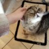 Images de profil de Nathalie - Blooming Pets - Petsitting et garde d'animaux à domicile