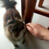 Images de profil de Nathalie - Blooming Pets - Petsitting et garde d'animaux à domicile