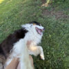 Images de profil de Daphné - Blooming Pets - Petsitting et garde d'animaux à domicile