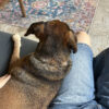 Images de profil de Daphné - Blooming Pets - Petsitting et garde d'animaux à domicile