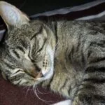 Pilou Pilou Chat de gouttiĂšre (Commun) Femelle - Garde d'animaux Ă domicile