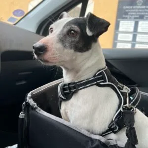 Images de profil de Lou - Blooming Pets - Petsitting et garde d'animaux Ă domicile