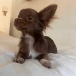 Milo   Chihuahua Mâle - Garde d'animaux à domicile