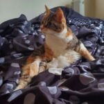 Coco   European Shorthair (Européen) Femelle - Garde d'animaux à domicile