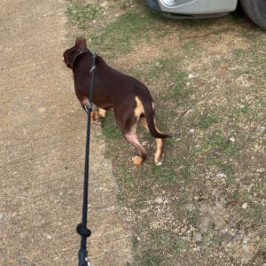 Images de profil de swoumansa - Blooming Pets - Petsitting et garde d'animaux à domicile