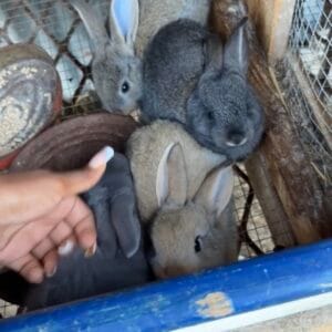 Images de profil de swoumansa - Blooming Pets - Petsitting et garde d'animaux à domicile