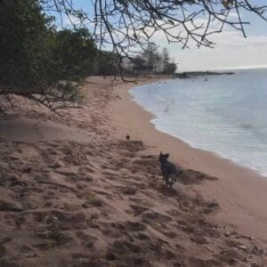 Images de profil de swoumansa - Blooming Pets - Petsitting et garde d'animaux à domicile