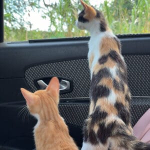 Images de profil de swoumansa - Blooming Pets - Petsitting et garde d'animaux à domicile