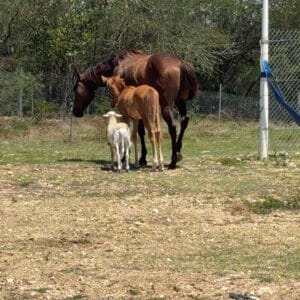 Images de profil de swoumansa - Blooming Pets - Petsitting et garde d'animaux à domicile