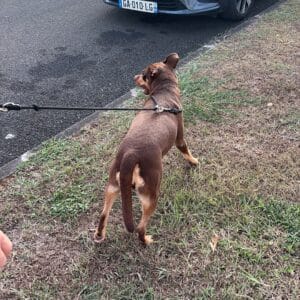 Images de profil de swoumansa - Blooming Pets - Petsitting et garde d'animaux à domicile