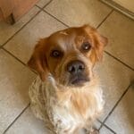 Kawan   Épagneul Breton Mâle - Garde d'animaux à domicile