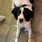 Kassie   English Springer Spaniel Femelle - Garde d'animaux à domicile