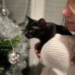 Kury   European Shorthair (Européen) Femelle - Garde d'animaux à domicile