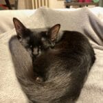 Kraft   European Shorthair (Européen) Femelle - Garde d'animaux à domicile