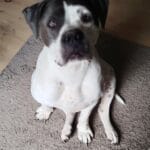 Syrah Syrah American Bully Femelle - Garde d'animaux Ă domicile
