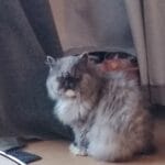 Duchesse Duchesse Persan Femelle - Garde d'animaux Ă domicile