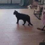 Dame Sally Dame sally Chat de gouttiĂšre (Commun) Femelle - Garde d'animaux Ă domicile