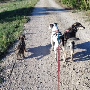 Images de profil de Pierrine - Blooming Pets - Petsitting et garde d'animaux Ă domicile