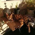 Sherkan Sherkan Bengal Mùle stérilisé - Garde d'animaux à domicile