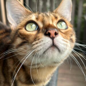 Images de profil de Elise - Blooming Pets - Petsitting et garde d'animaux Ă domicile