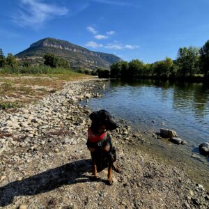 Images de profil de Elise - Blooming Pets - Petsitting et garde d'animaux Ă domicile