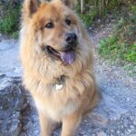 Maya   Chow-Chow Femelle - Garde d'animaux à domicile