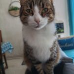 Bart   Croisé Mâle - Garde d'animaux à domicile