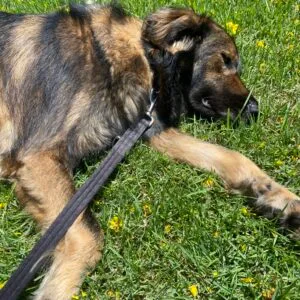 Images de profil de Laëtitia - Blooming Pets - Petsitting et garde d'animaux à domicile