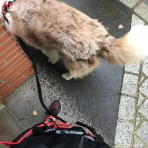 Images de profil de Laëtitia - Blooming Pets - Petsitting et garde d'animaux à domicile