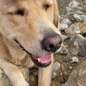 Images de profil de Laëtitia - Blooming Pets - Petsitting et garde d'animaux à domicile