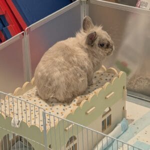 Images de profil de Charles - Blooming Pets - Petsitting et garde d'animaux à domicile