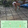 Images de profil de julia - Blooming Pets - Petsitting et garde d'animaux à domicile