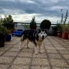 Images de profil de julia - Blooming Pets - Petsitting et garde d'animaux à domicile