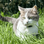 Image de profil de Maylis - Blooming Pets - Petsitting et garde d'animaux à domicile